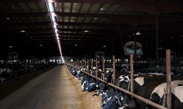 County Lines Dairies feed barrier.